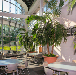 Plants and windows in the cafeteria area